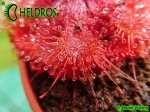 Drosera burmannii - Humpty Doo, North Territory,  Australia