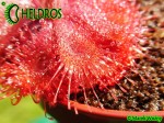 Drosera burmannii - Humpty Doo, North Territory,  Australia