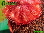 Drosera burmannii - Humpty Doo, North Territory,  Australia