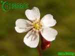 Drosera spatulata Gold Coast - eastern Queensland, white flower