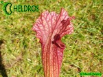 Sarracenia Oreophila x Leucophylla