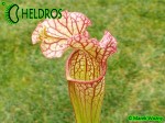 Sarracenia Oreophila x Leucophylla