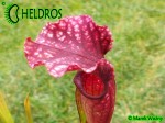 Sarracenia Oreophila x Leucophylla