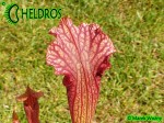 Sarracenia Oreophila x Leucophylla