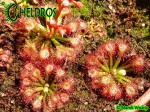 Drosera FELIX - Gran Sabana