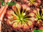 Drosera FELIX - Gran Sabana