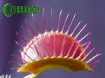 Dionaea Muchołówka Purple Giant