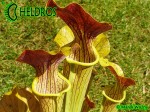 MK H17 Sarracenia alata Red Lid x flava. Striking red inner lids.