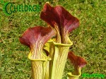 MK H17 Sarracenia alata Red Lid x flava. Striking red inner lids.