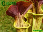 MK H17 Sarracenia alata Red Lid x flava. Striking red inner lids.