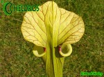 MK H7 Sarracenia x moorei ‘Brooks Hybrid’. Tall pitchers to 3 12 feet. Possibly one of the tallest Sarracenia.