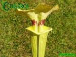 MK H7 Sarracenia x moorei ‘Brooks Hybrid’. Tall pitchers to 3 12 feet. Possibly one of the tallest Sarracenia.