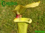 MK H7 Sarracenia x moorei ‘Brooks Hybrid’. Tall pitchers to 3 12 feet. Possibly one of the tallest Sarracenia.