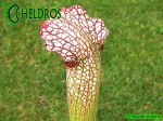 MK H77 Sarracenia x excellens x leucophylla (Andrew Wilkinson, collected from Marston Exotics mid 1980s)