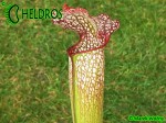 MK H77 Sarracenia x excellens x leucophylla (Andrew Wilkinson, collected from Marston Exotics mid 1980s)