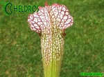 MK H77 Sarracenia x excellens x leucophylla (Andrew Wilkinson, collected from Marston Exotics mid 1980s)