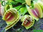 Muchołówka Dionaea Trichterfalle
