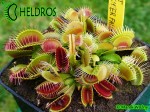 Muchołówka Dionaea Trichterfalle