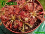 ROSICZKA DROSERA SPATULATA Ahipara Gumfields, New Zealand