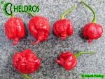 Carolina Reaper HP22B chili hot pepper - papryka najostrzejsza na świecie