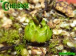 Tłustosz Pinguicula Parvifolia - bulwa/cebulka przetrwalnikowa