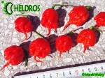 Carolina Reaper HP22B chili hot pepper