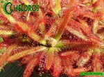 DROSERA LATIFOLIA Jaguariaiva, Paraná state, Brazil