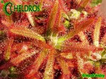 DROSERA LATIFOLIA Jaguariaiva, Paraná state, Brazil