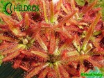DROSERA LATIFOLIA Jaguariaiva, Paraná state, Brazil
