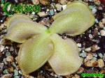 Pinguicula OBLONGILOBA