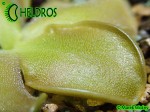 Pinguicula OBLONGILOBA