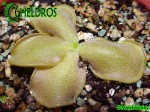 Pinguicula OBLONGILOBA