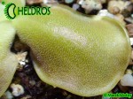 Pinguicula OBLONGILOBA