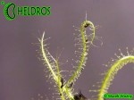 Drosera INDICA