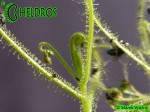 Drosera INDICA