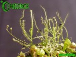 Drosera INDICA