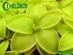 Tłustosz Pinguicula spec. Sierra Mazatecas