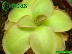 Tłustosz PINGUICULA  MORANENSIS var. ALBA {San Cristobal} x YUCCA DO 1718