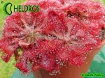 Rosiczka Drosera SPATULATA Hong Kong