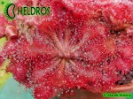Rosiczka Drosera SPATULATA Hong Kong