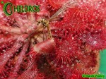 Rosiczka Drosera SPATULATA Hong Kong