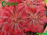 Rosiczka Drosera SPATULATA Hong Kong