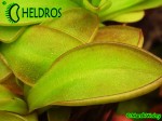 Pinguicula Tłustosz YUCCA DO 1718