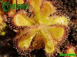 Rosiczka Drosera Venusta Albino - Alba