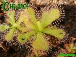 Rosiczka Drosera Venusta Albino - Alba