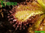 Rosiczka Drosera Venusta Albino - Alba