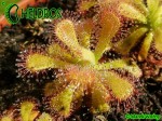 Rosiczka Drosera Venusta Albino - Alba