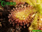 Rosiczka Drosera Venusta Albino - Alba