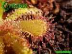Rosiczka Drosera Venusta Albino - Alba