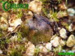 Tłustosz Pinguicula Parvifolia - bulwa/cebulka przetrwalnikowa
